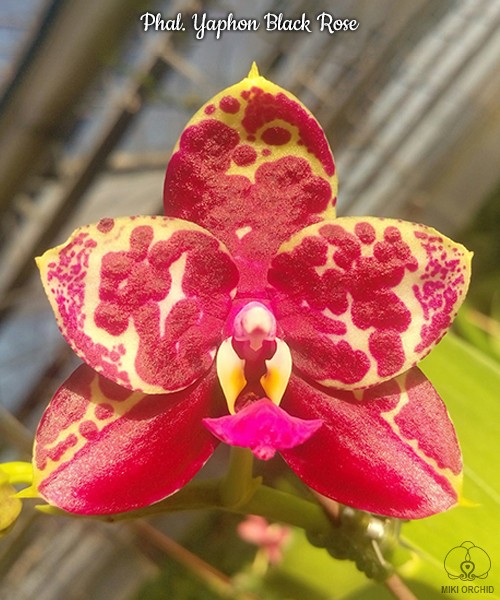 Phal. Yaphon Black Rose 2.5'' УЦЕНКА (мех. повр. листиков)