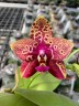 Phal. Yaphon Black Rose 2.5'' УЦЕНКА (мех. повр. листиков)