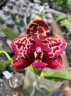 Phal. Yaphon Black Rose 2.5'' УЦЕНКА (мех. повр. листиков)