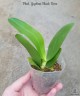 Phal. Yaphon Black Rose 2.5'' УЦЕНКА (мех. повр. листиков)