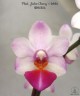 Phal. Jiaho Cherry × lobbii 2.5''