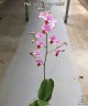 Phal. Jiaho Cherry × lobbii 2.5''