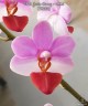 Phal. Jiaho Cherry × lobbii 2.5''