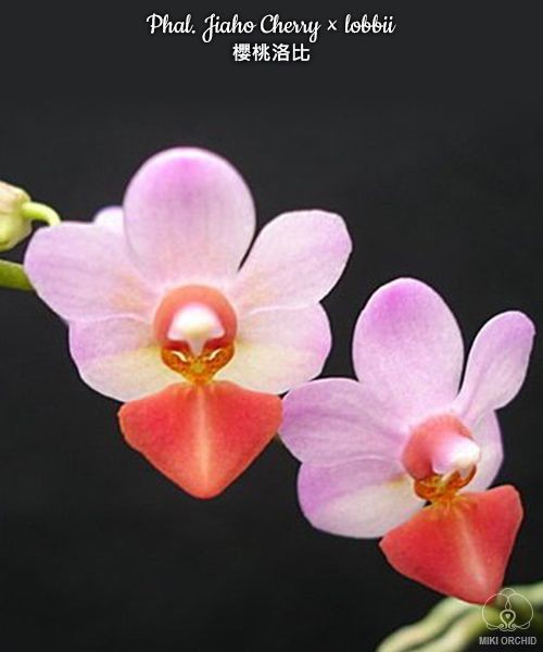 Phal. Jiaho Cherry × lobbii 2.5''