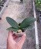 Phal. Jiaho Cherry × lobbii 2.5''