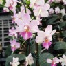 Phal. Jiaho Cherry × lobbii 2.5''