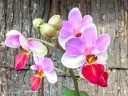Phal. Jiaho Cherry × lobbii 2.5''