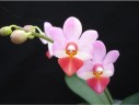 Phal. Jiaho Cherry × lobbii 2.5''
