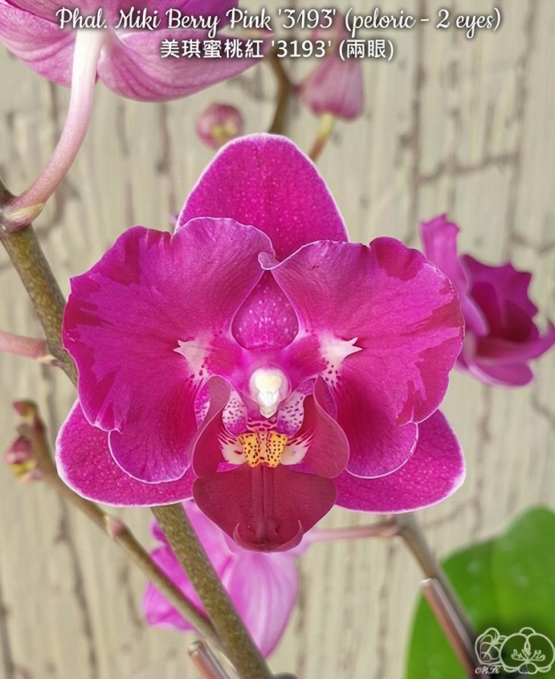 Phal. Miki Berry Pink '3193' (peloric - 2 eyes) 2.5'' УЦЕНКА (мех. повр. лист.)
