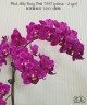 Phal. Miki Berry Pink '3193' (peloric - 2 eyes) 2.5'' УЦЕНКА (мех. повр. лист.)