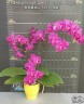 Phal. Miki Berry Pink '3193' (peloric - 2 eyes) 2.5'' УЦЕНКА (мех. повр. лист.)
