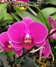 Phal. Miki Berry Pink '3193' (peloric - 2 eyes) 2.5'' УЦЕНКА (мех. повр. лист.)