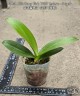 Phal. Miki Berry Pink '3193' (peloric - 2 eyes) 2.5'' УЦЕНКА (мех. повр. лист.)