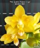Phal. Yaphon Perfume '2 eyes' 2.5'' УЦЕНКА (мех. повр. лист.)