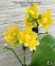 Phal. Yaphon Perfume '2 eyes' 2.5'' УЦЕНКА (мех. повр. лист.)