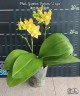 Phal. Yaphon Perfume '2 eyes' 2.5'' УЦЕНКА (мех. повр. лист.)