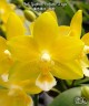 Phal. Yaphon Perfume '2 eyes' 2.5'' УЦЕНКА (мех. повр. лист.)