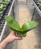 Phal. Yaphon Perfume '2 eyes' 2.5'' УЦЕНКА (мех. повр. лист.)