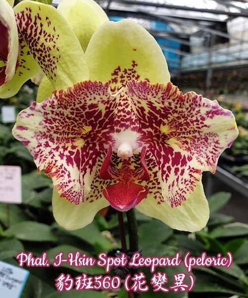 Phal. I-Hsin Spot Leopard (peloric) 2.5''