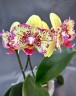 Phal. I-Hsin Spot Leopard (peloric) 2.5''