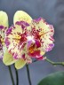 Phal. I-Hsin Spot Leopard (peloric) 2.5''