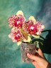 Phal. I-Hsin Spot Leopard (peloric) 2.5''