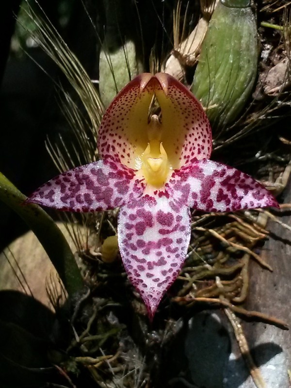 Bulb. macranthum × sib 2,5''