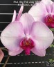 Phal. Miki Pink Lady '1342' 2.5''