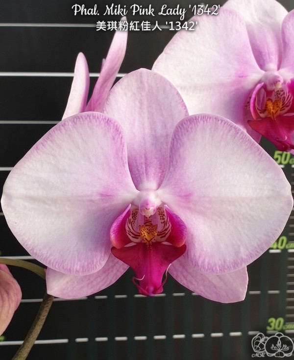Phal. Miki Pink Lady '1342' 2.5''