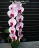 Phal. Miki Pink Lady '1342' 2.5''