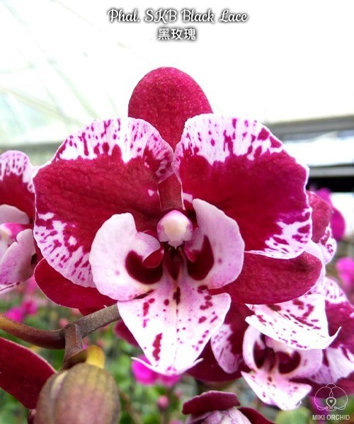 Phal. SKB Black Lace 2.5"