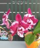 Phal. SKB Black Lace 2.5"