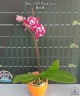 Phal. SKB Black Lace 2.5"