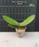 Phal. SKB Black Lace 2.5"