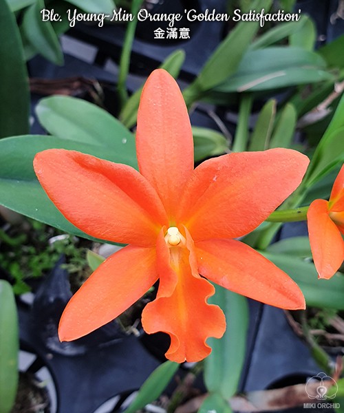 Blc. Young-Min Orange 'Golden Satisfaction' 2.5''