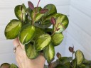 Hoya carnosa 'Tricolor' mini (Ø 6 см)