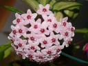 Hoya carnosa 'Tricolor' mini (Ø 6 см)