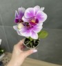 Мини орхидея Kris - Садовник Opti-flor (1 цветонос)