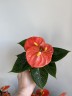 Anthurium andreanum 'Orange Champion' Ø 7 см