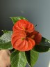 Anthurium andreanum 'Orange Champion' Ø 7 см