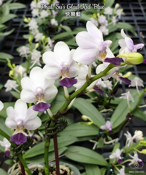 Phal. Su's Glad Kid 'Blue' 2.5''