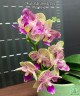 Phal. Miki Lovely Girl 2.5"