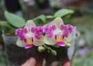 Phal. Miki Lovely Girl 2.5"