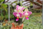 Phal. Miki Lovely Girl 2.5"