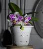 Phal. Miki Lovely Girl 2.5"