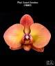 Phal. Sunset Gemstone 2.5''