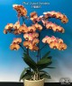 Phal. Sunset Gemstone 2.5''