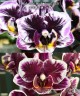 Phal. Miki Black Angel '364' 2.5'' УЦЕНКА (мех. повр. листиков)