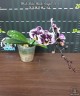 Phal. Miki Black Angel '364' 2.5'' УЦЕНКА (мех. повр. листиков)