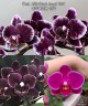 Phal. Miki Black Angel '364' 2.5'' УЦЕНКА (мех. повр. листиков)